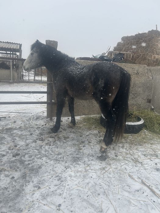 Жылқы Айғыр сатылады