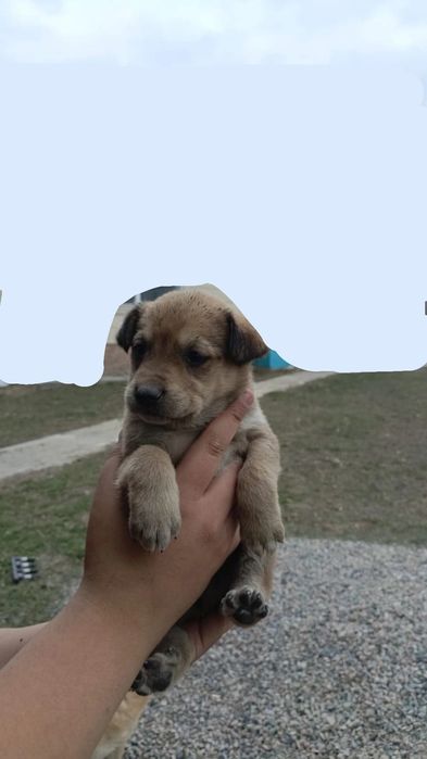 Отдам СРОЧНО щенков