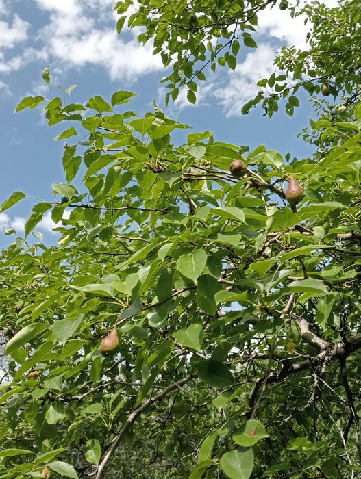 Продам дачу Текели