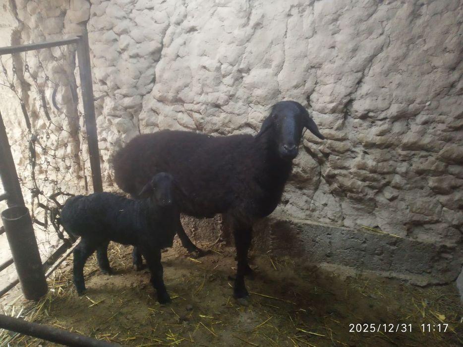 Ona bola qoy sotiladi