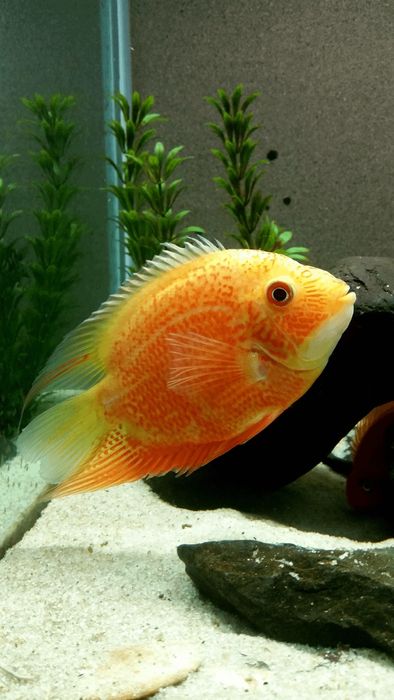 Severum (lojniy diskus)