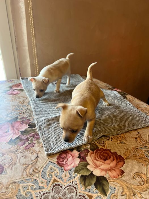 Пинчери Пинчери Пинчери