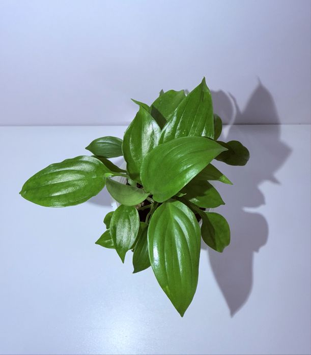 Спатифиллум, комнатные цветы, комнатные растения