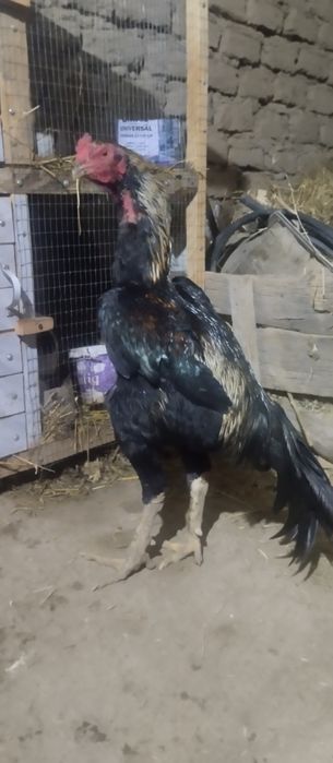 Dakan xoʻroz bir yosh korea shamo