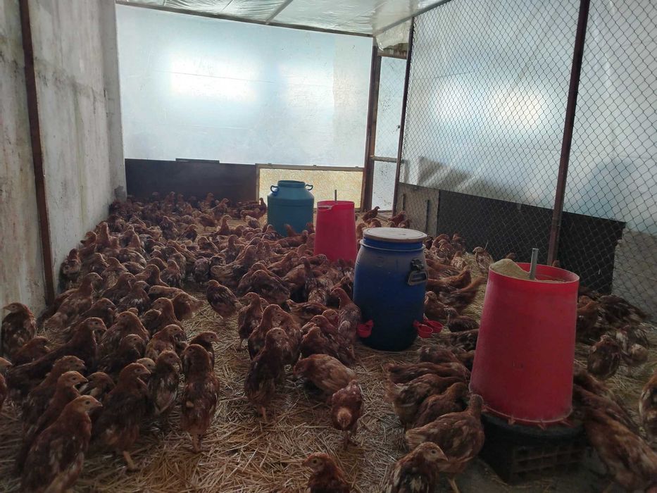 Тетра, пилета за яйца.