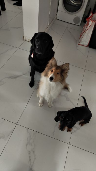 Pet sitter Cluj - cazare la casa