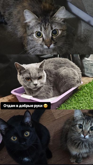 Отдам в добрые руки