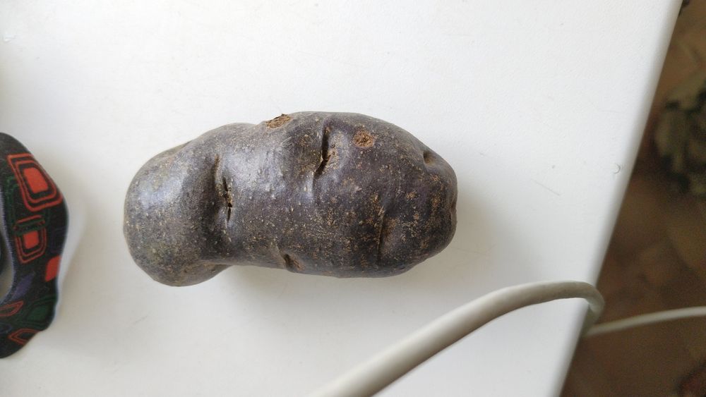 Картофель семена