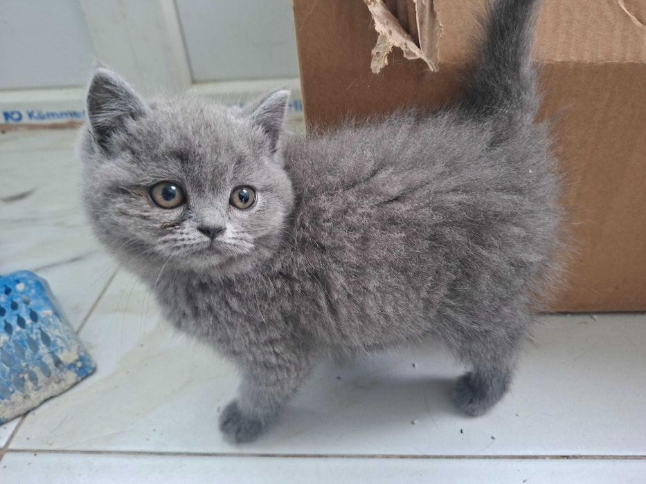Британски котета
