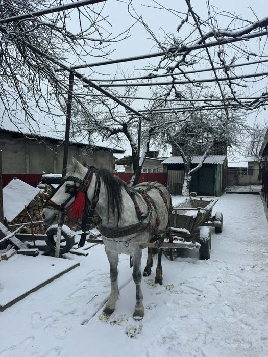 Vând Iapa mai multe detalii la telefon