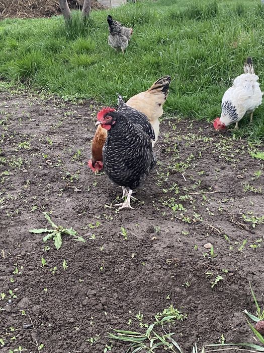 Продам куры хорошие