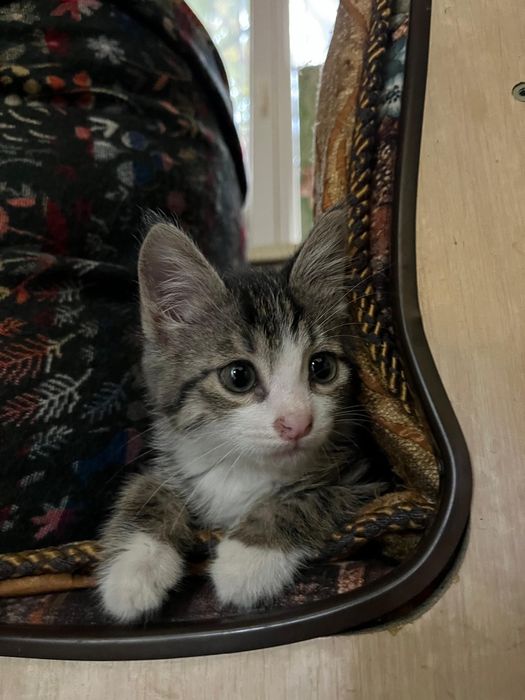 Кошечка в добрые руки