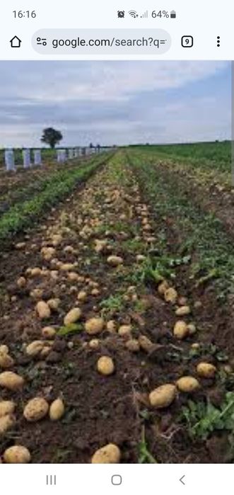 Teren extravilan Pitaru DB 45000 mp