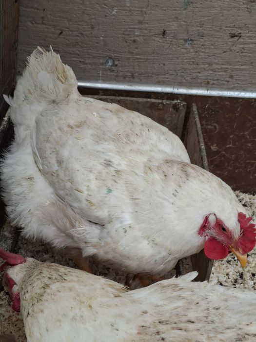 Броллер Товуклар Курицы 5,5- 6-кг