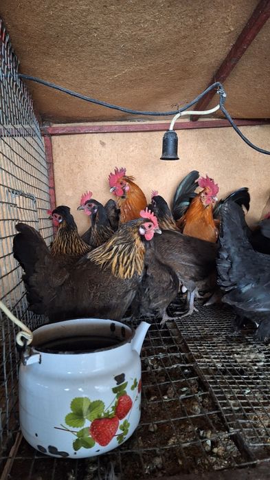 Карликовый куры БЕНТАМКИ