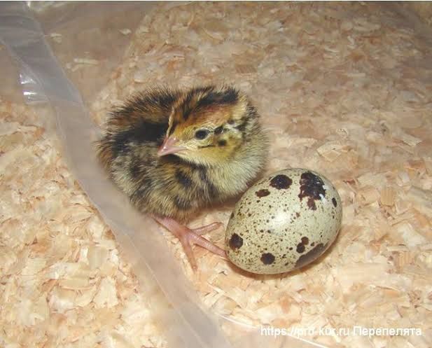 Крепкие перепелята.
