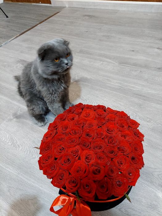Вязка на территории КОТА
