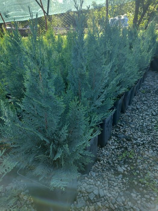 Producator vand Danica glob