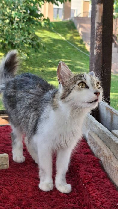 Pisicute pentru adoptie
