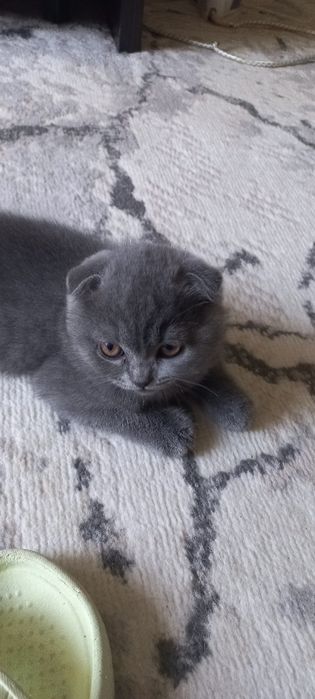 Британские котята
