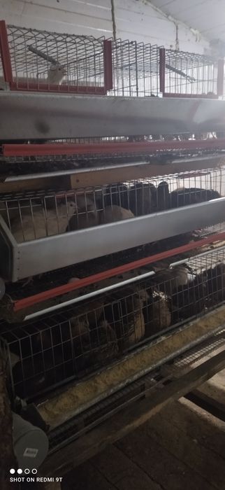 Oua de prepeliță pentru consum și tratament