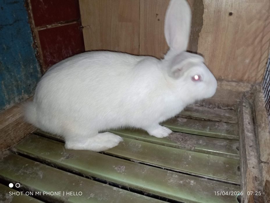 quyon hikol toz zoti