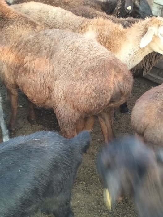 Продам қошқар етті жақсы тұқымды