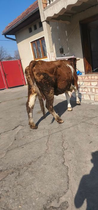 Vând două vacii pentru detalii la numărul de telefon