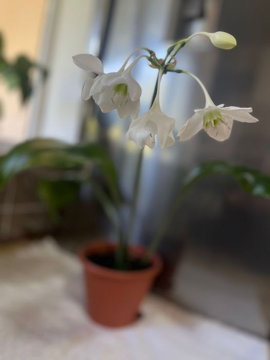 Уй гулдеры сатылады