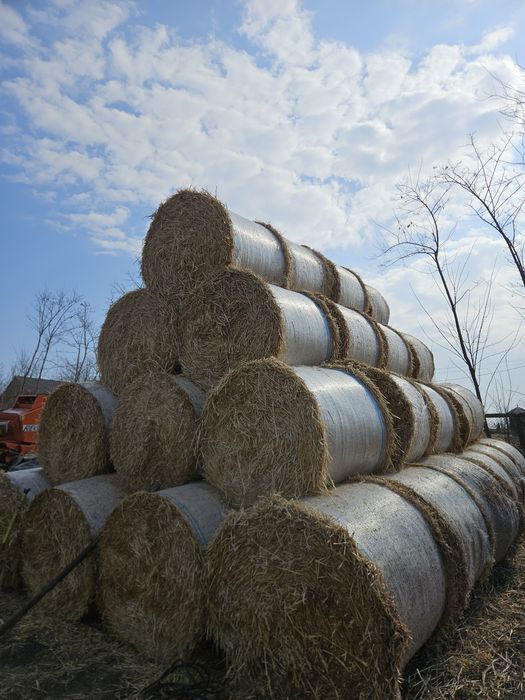 Baloți paie orz 120x120