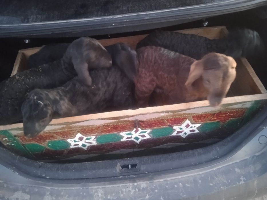 Козы сатылады кой