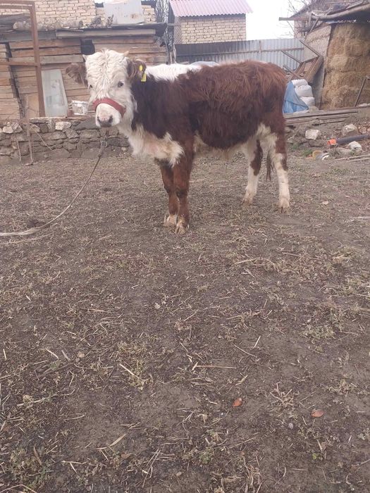 Бука симентал сотилади малумотлар телда