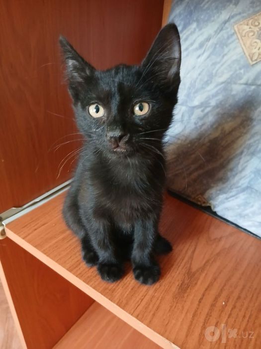 Отдам котенка в добрые ручки