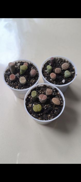 Продам суккуленты и литопсы