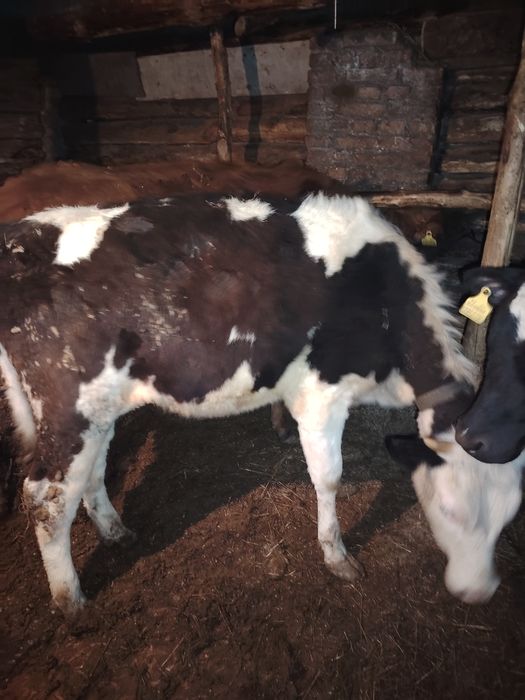 Тёлка продаётся 600 тыс