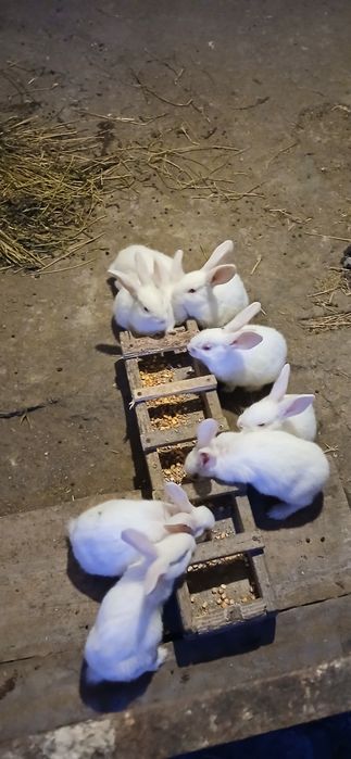 Iepurasi rasa hycole