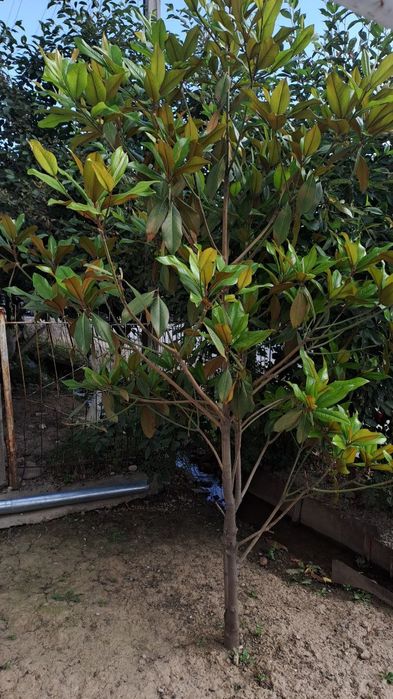 Могнолия дарахти