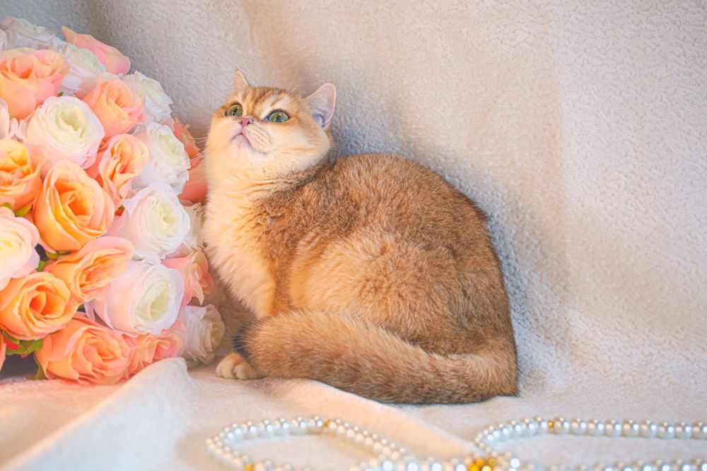 Британская золотая шиншилла. Sterilizatsiyalangan.