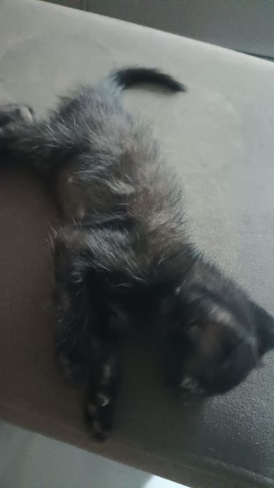 Отдам котят в хорошие руки