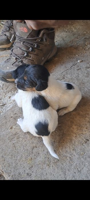 Фокстерьер  щенкий 1 месяц