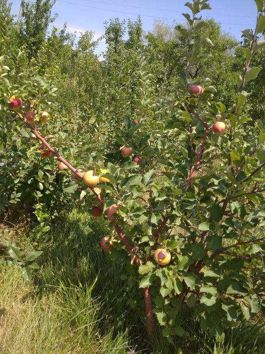 Продается дача срочно