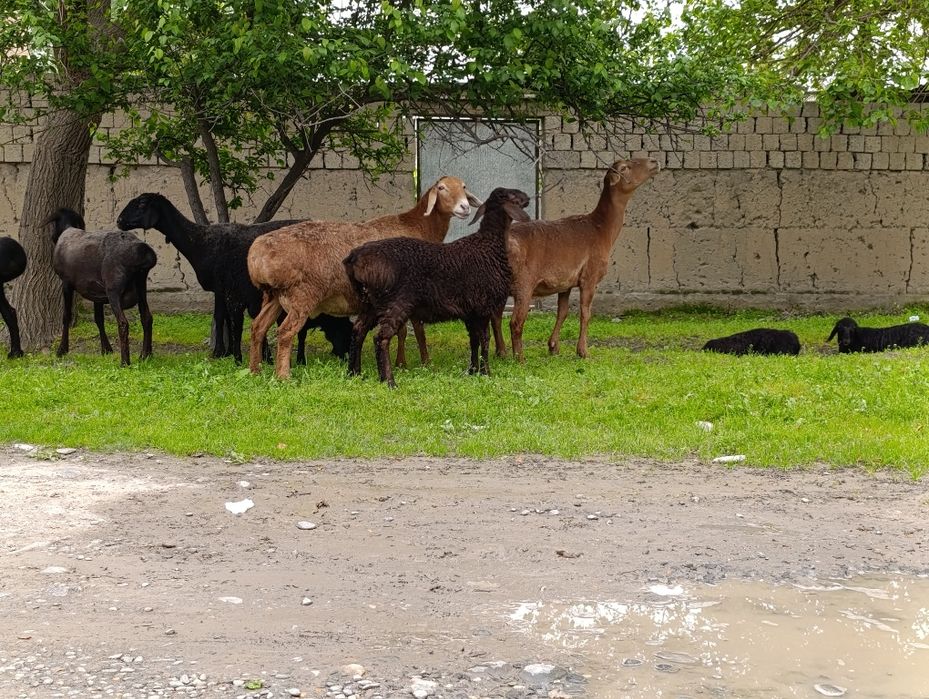 Арашанг она бола куй