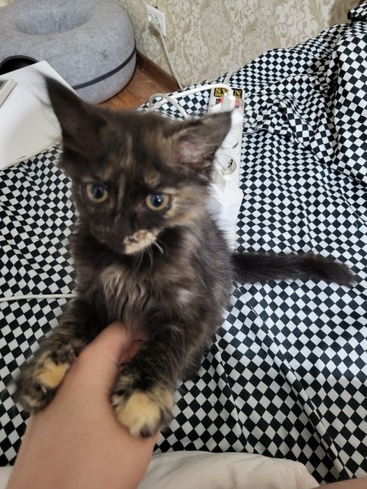 Маленький котёнок