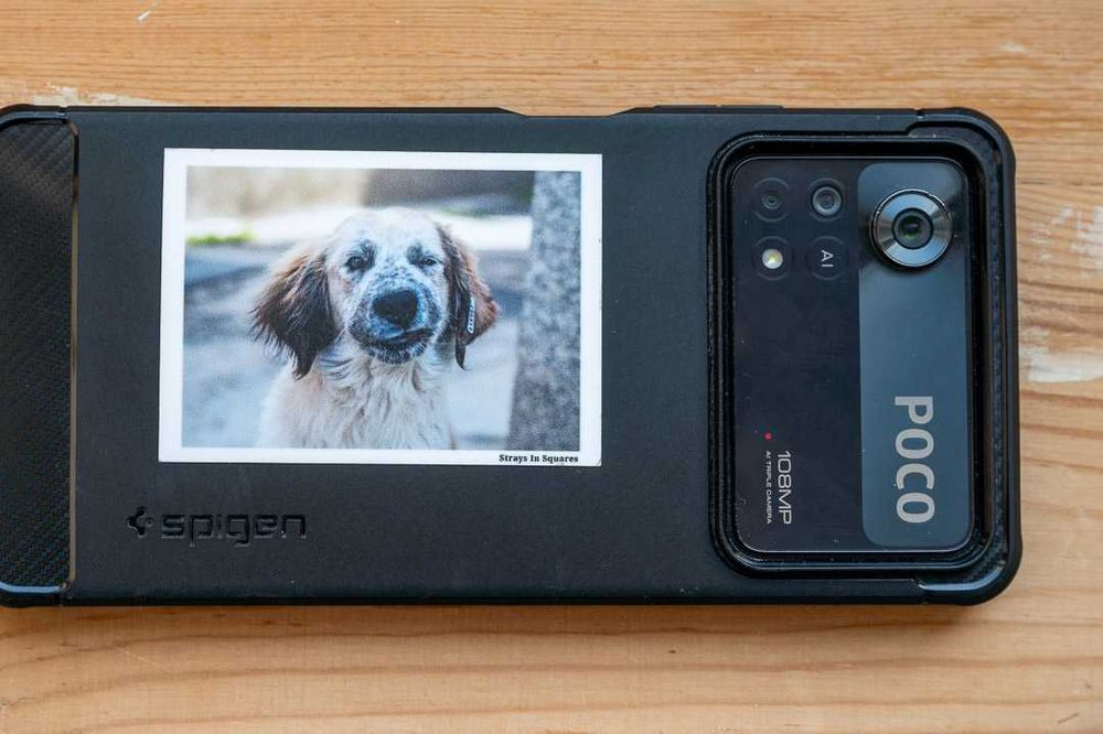 Стикери с Кауза: Бездомите Животни