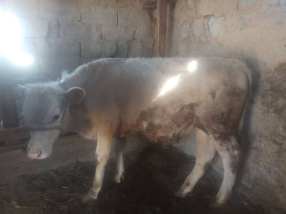 Бұқалар сатылады