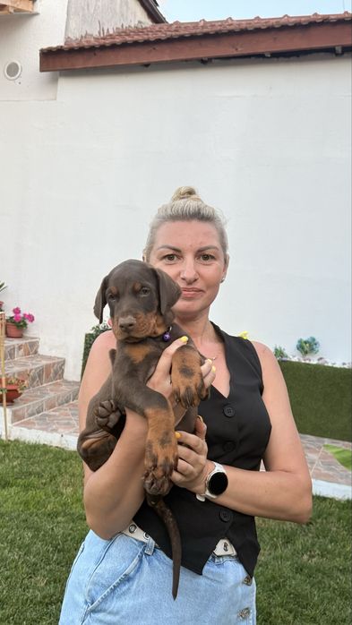 Европейски доберман  European Doberman