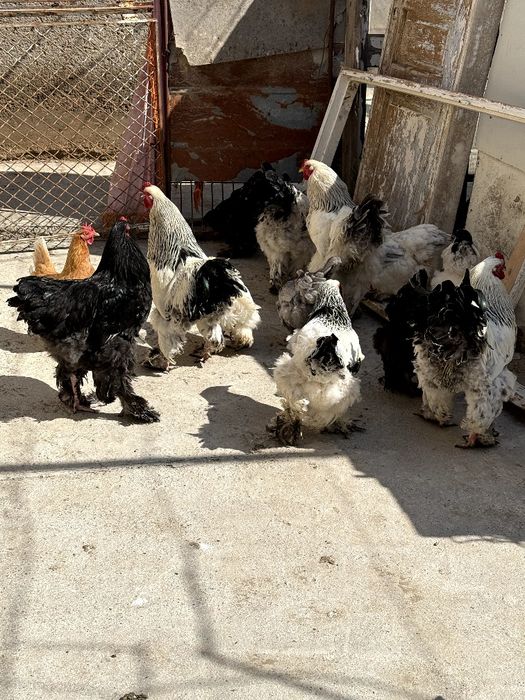 Брамо Товук ва Хорозлар Тоза парода