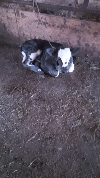 Vând vaca cu vitel fatata de 3 zile
