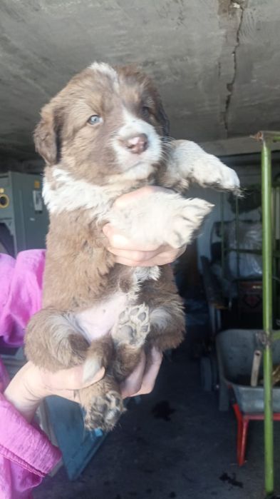 Отдам в добрые руки