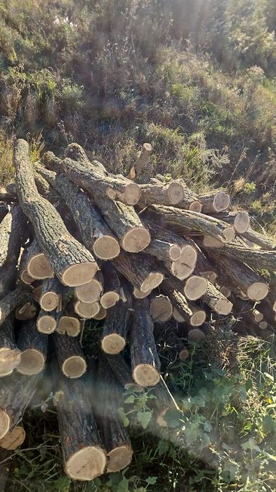 Lemn pentru foc(Carpen,Fag,Salcam)